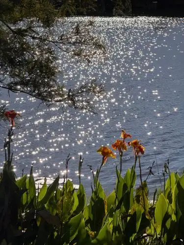 Sun-kissed canna lilies by the shimmering lake.